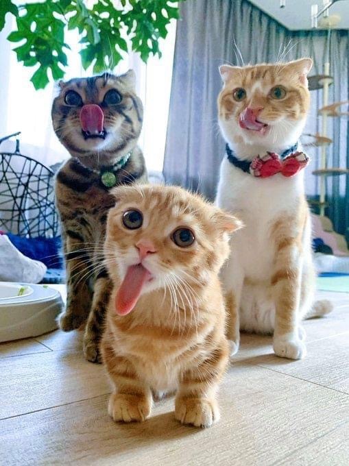 Котовторник?! Коты во вторник!