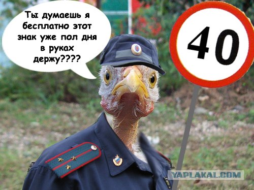 Фотожаба: Цыпа