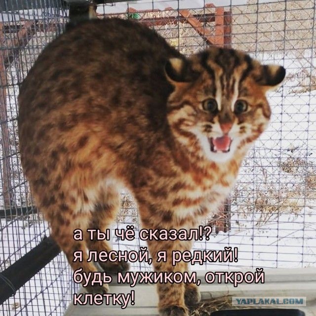 Дальневосточного лесного кота нашли возле центра спасения диких животных в Приморье