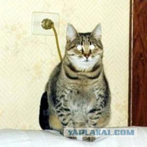 Сервачок