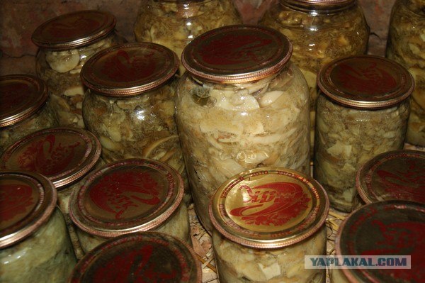Маринованные белые грибы