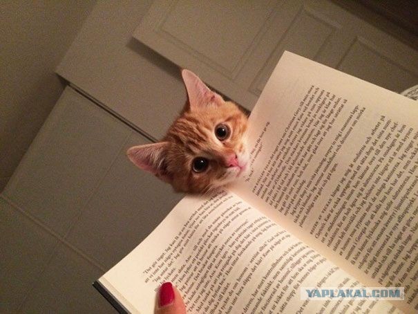 Коты, которые чихать хотели на ваше личное пространство