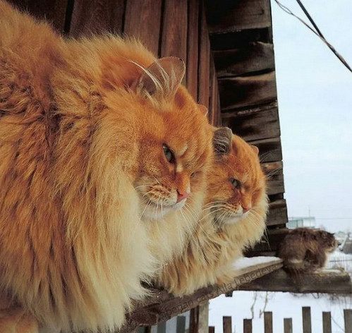 Деревенские, милые, шерстяные