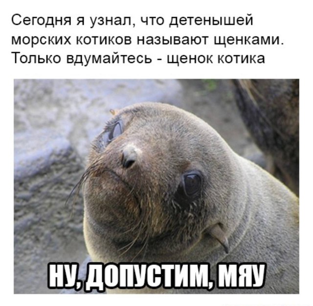 Картинки и мемы, это май-чародей всяко разно - 177