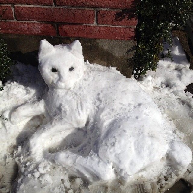 Котики из снега и котики на снегу