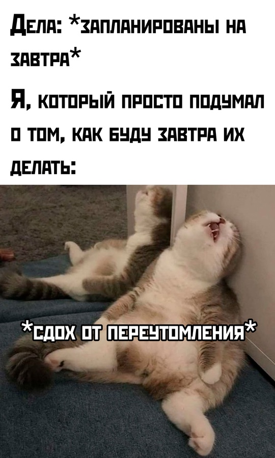 Весёлый полтишок 16.02.25