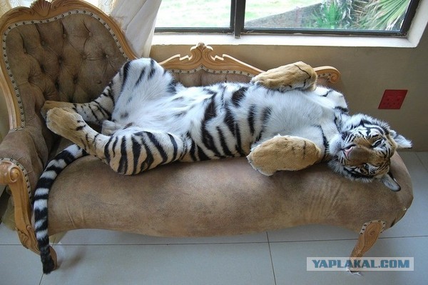 Самые смешные коты и кошки за всю историю комичного конкурса Comedy Wildlife Photography Awards