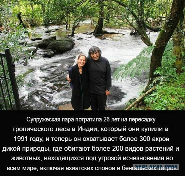 Белый слон и другие картинки