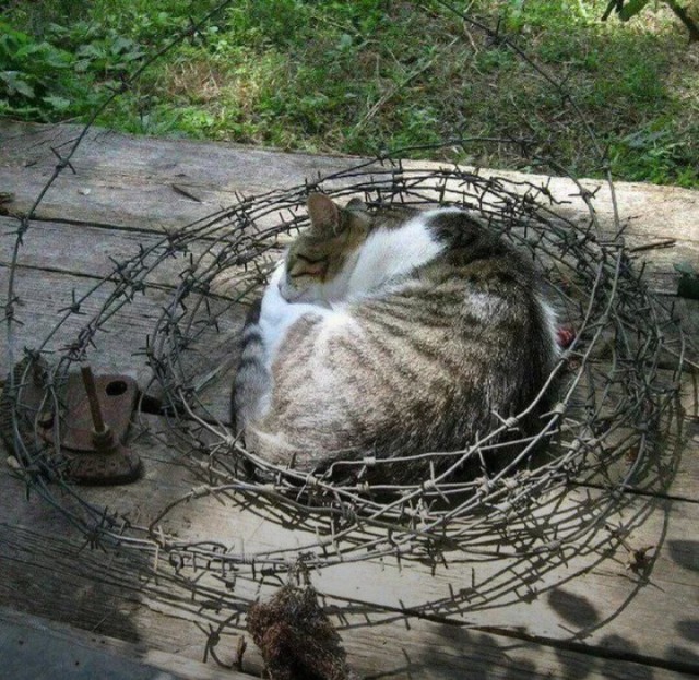 К котовторнику: подборка картинок-баянов с котиками и про котиков. Выпуск 22