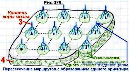 Физиология возникновения мышления для школьников.