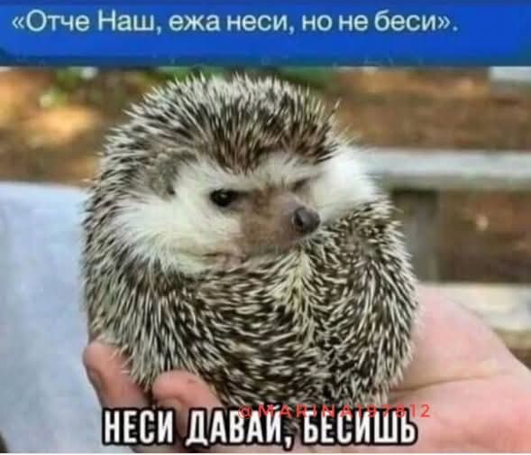 Картинки для деградации 267 (разной степени свежести)