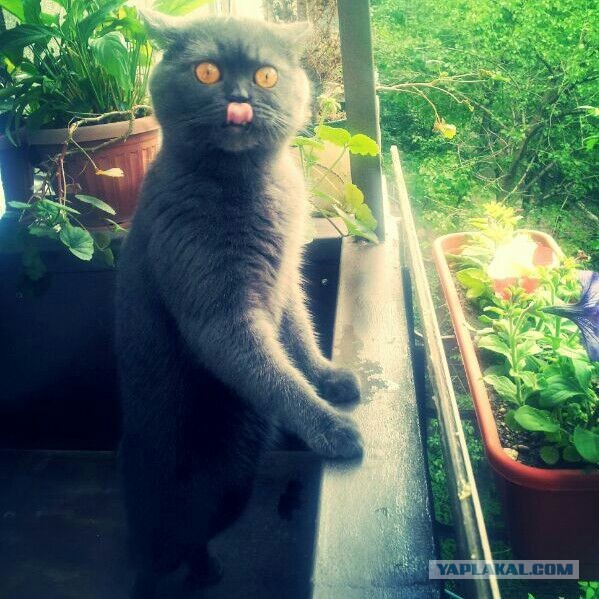 Котовторник 17.09.2013