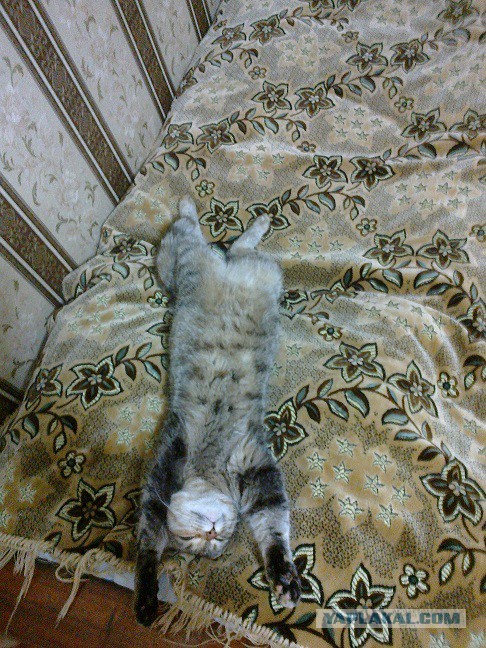 Котовторник 12.11.2013