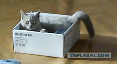 Котовторник 25.02.2014