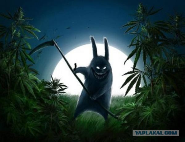 Правда про зайцев