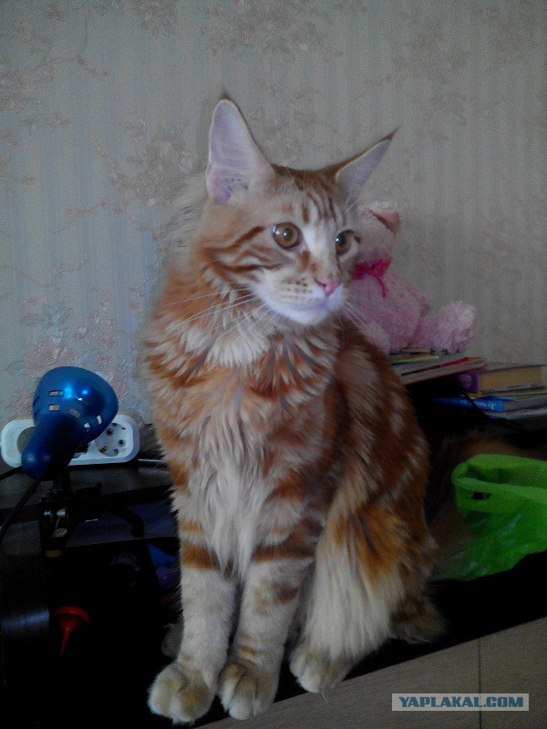 Котовторник 01.04.2014