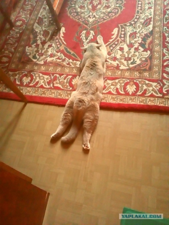 Котовторник 22.07.14