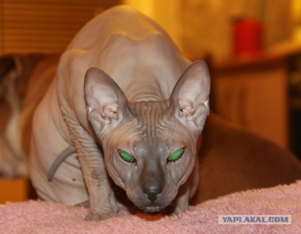 Котовторник 22.07.14