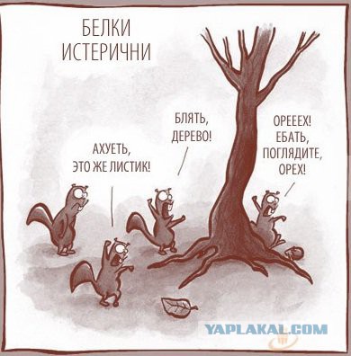 Беличий король или история спасения белок