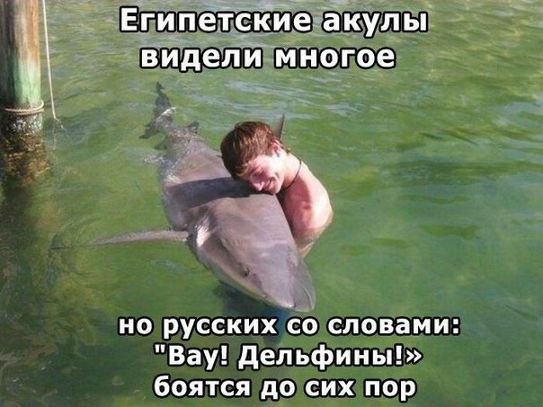 Акула охотится на пляже
