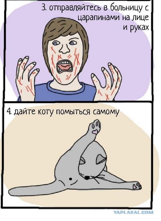 Инструкция: как правильно купать кота