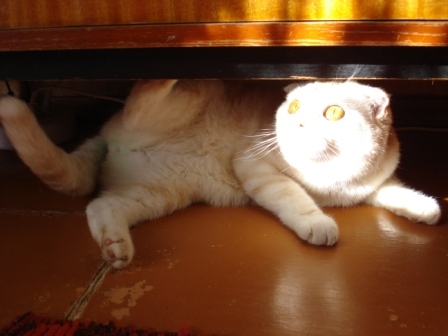 Котовторник 14.07.2015