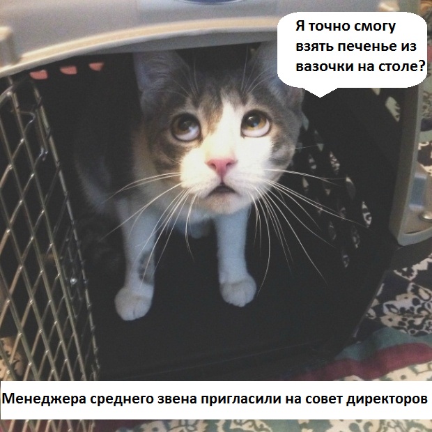 Забавные коты, ведущие себя как офисные работники