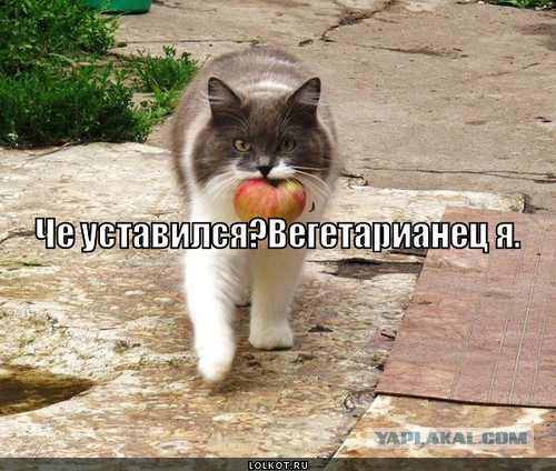 А обязательно всем говорить, что ты веган?