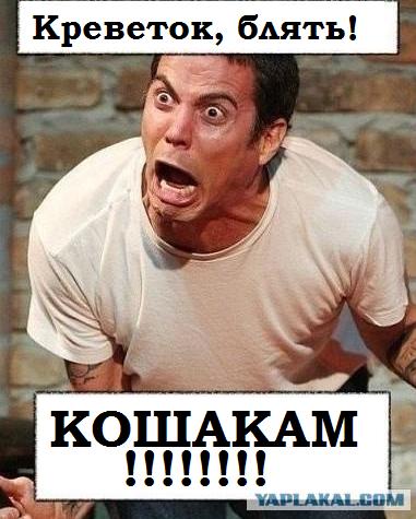Про кошаков и их хозяев