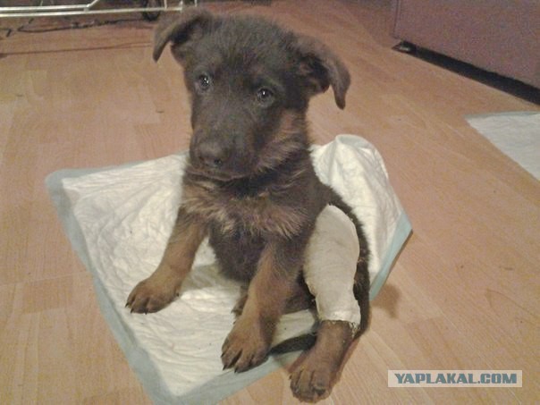 Измена кошатника