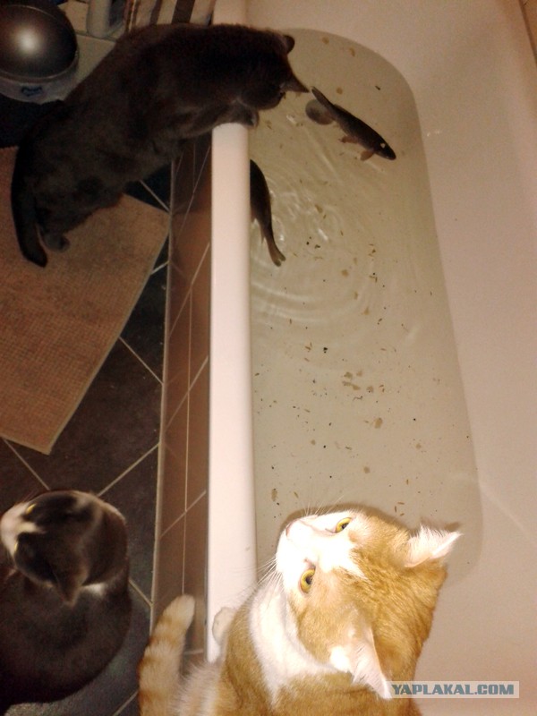 Спасите Вилли.. карася!