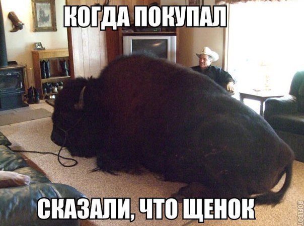 Забавные картинки из Сети