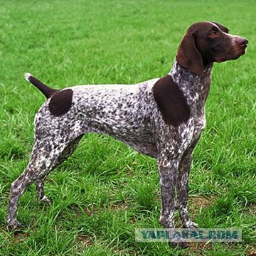 Собакочетверг