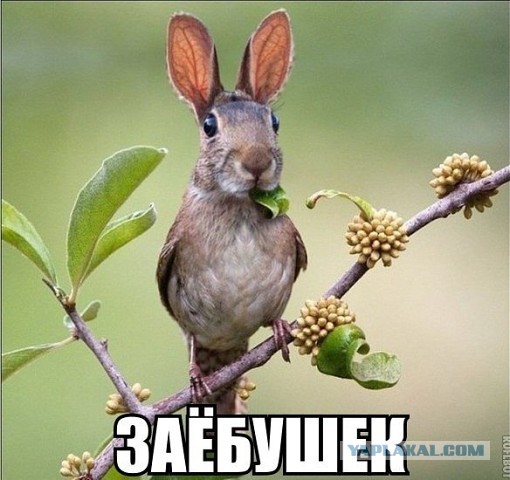Картинки из сети