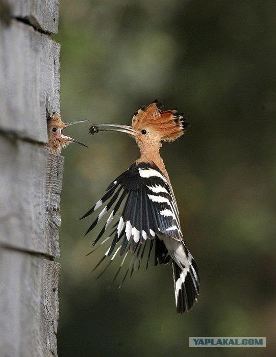 Скоро во всех гнёздах страны!... и не только