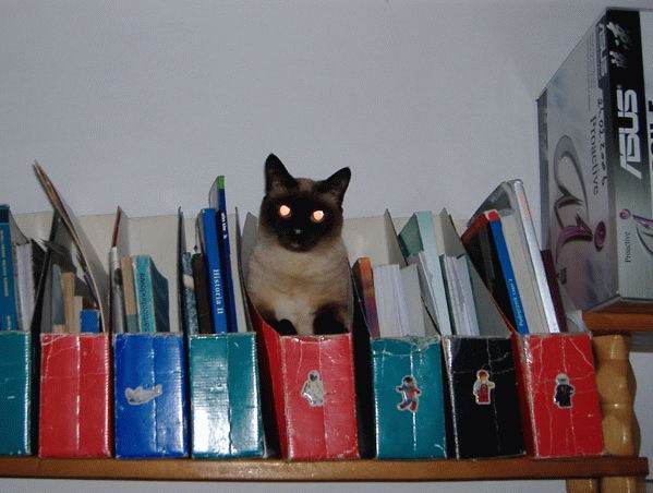 Дюжина кошаков
