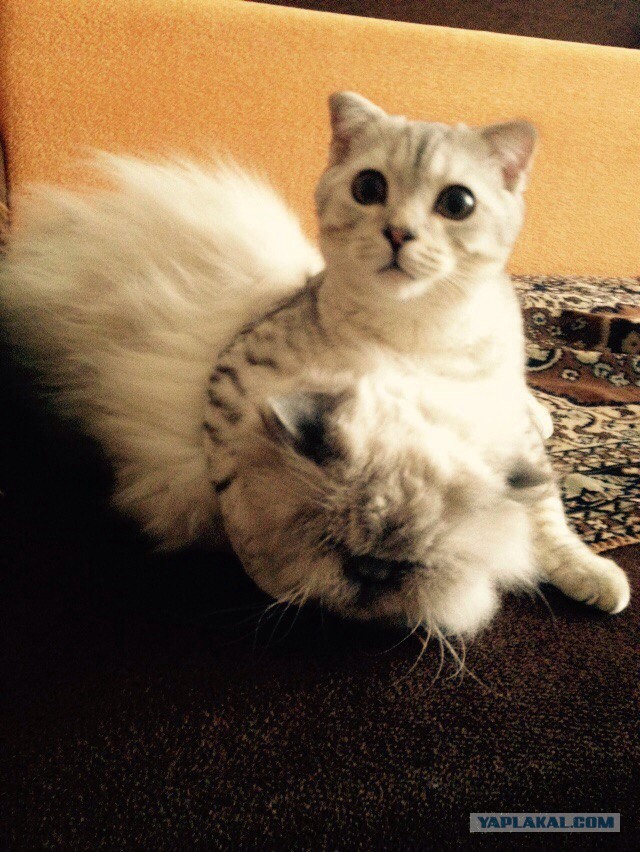 Котовторник 31.05.2016