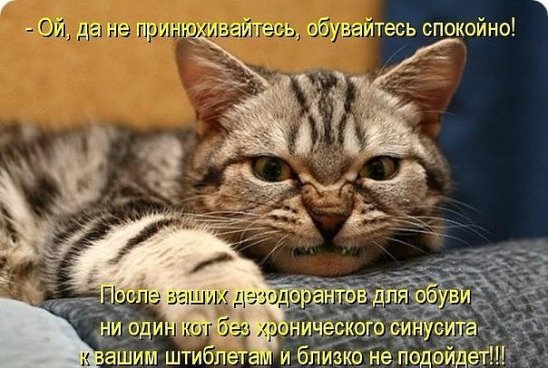 Мохнатые беспредельщики