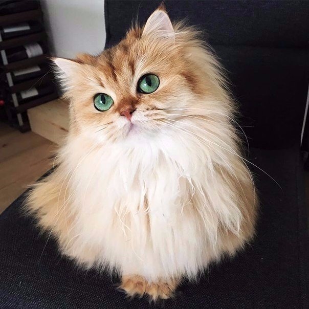 Прикольные животные