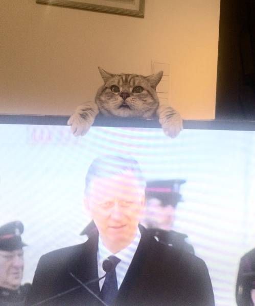 Коты и Кошки