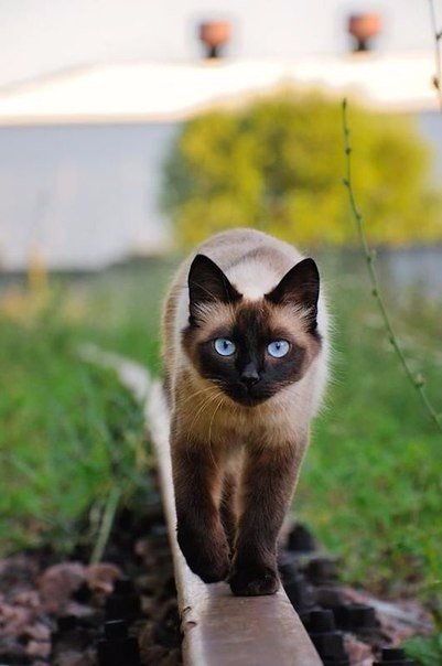 Коты и Кошки