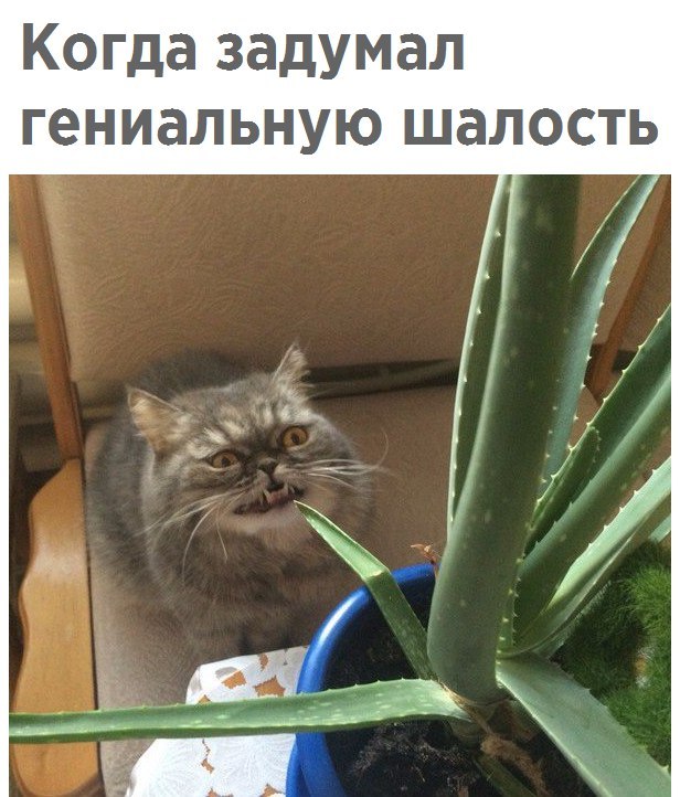 Коты и Кошки
