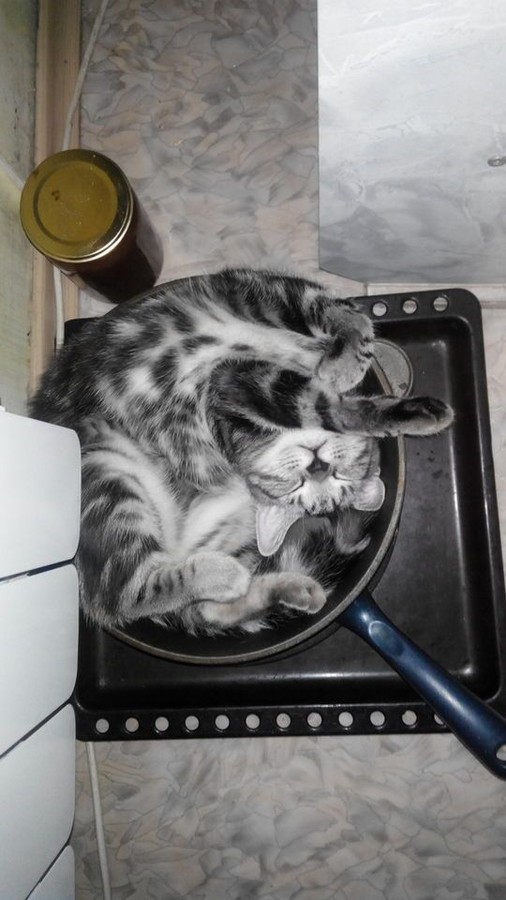 Коты. Отнюдь не ми-ми-ми.