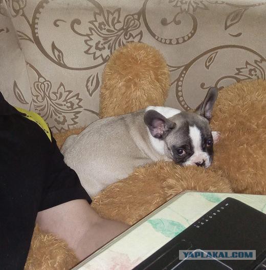 Спят усталые щеночки, в миске спят