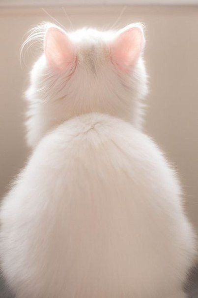 Фотобомбы котов