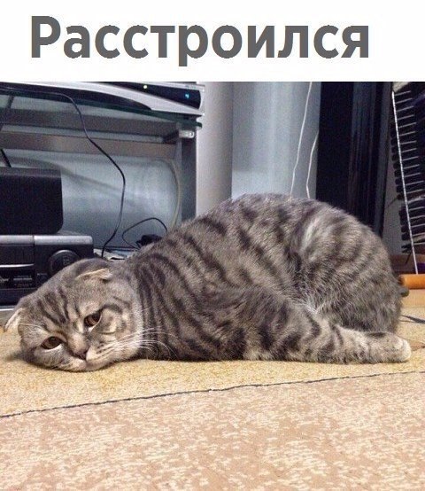 Кот без прикрас