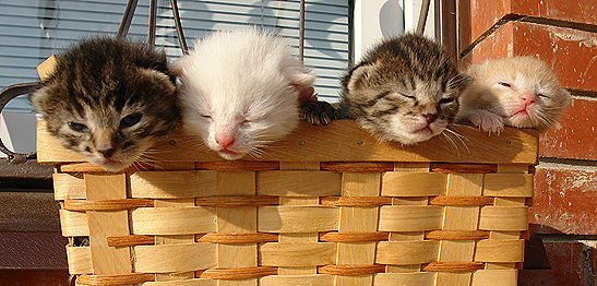 Котовторник на ЯПлакалъ (13.05.08)