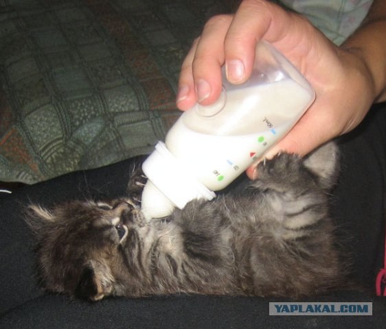 Котовторник на ЯПлакалъ (10.06.08), прикольные коты, добавляем свои!