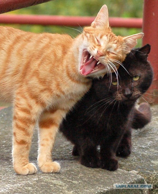 Котовторник на ЯПлакалъ