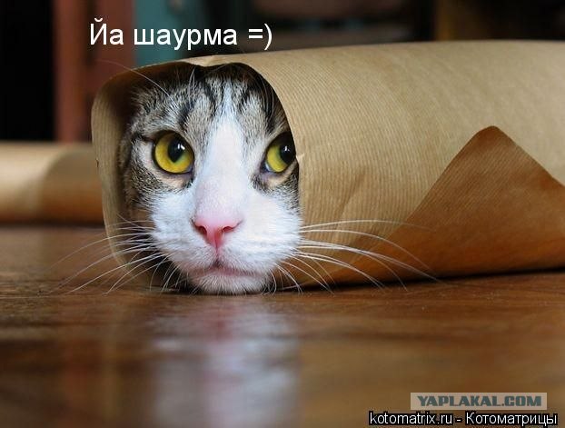 Котик и шаурма